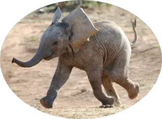 🐘 слон, слонёнок, животное, дикая природа, природа, милый, сафари telegram sticker