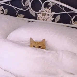🍡 chat, animal, lit, mignon, chaton, animal de compagnie, sommeil, caché whatsapp sticker