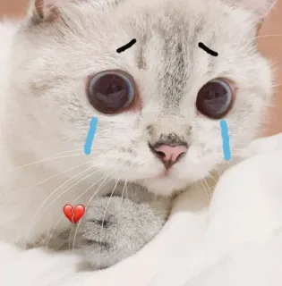 😓 кот, плачет, грустный, разбитое сердце, слезы, милый telegram sticker