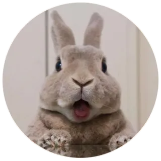 😱 rabbit, bunny, animal, cute, pet, mammal telegram sticker