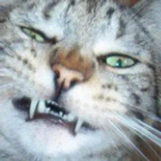 🤢 cat, animal, feline, pet, smirk, funny whatsapp sticker