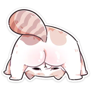 ❤️ kat, sticker, grappig, speels, dier whatsapp sticker