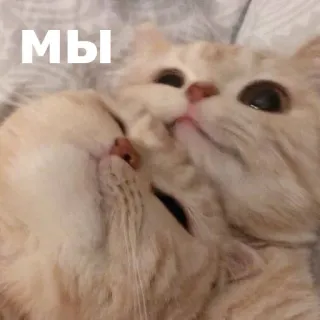 😊 МЫ แมว, สัตว์, น่ารัก, ความรัก, ความรักใคร่, สัตว์เลี้ยง telegram sticker