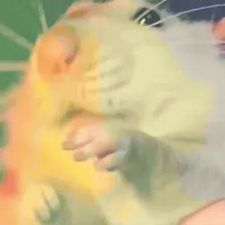 🕺 hamster, dier, knaagdier, schattig, huisdier telegram sticker