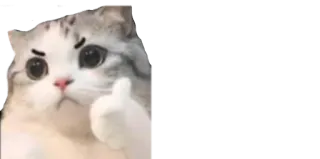 👍 gato, joinha, fofo, meme, adesivo telegram sticker