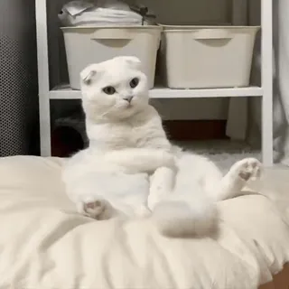 😑 cat, white cat, animal, cute, pet telegram sticker