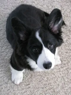 😲 anjing, corgi, hitam putih, hewan peliharaan, binatang, anak anjing telegram sticker
