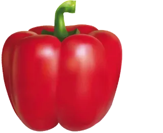 🌱 pimiento, pimiento rojo, verdura, alimento, ingrediente telegram sticker