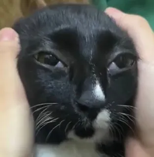 😪 Katze, Haustier, Tier, Schwarzweiß, Haustier telegram sticker