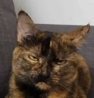 😕 gato, gato carey, animal, mascota, gruñón, enojado telegram sticker