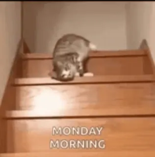 🤨 MONDAY MORNING кот, понедельник, утро, лестница, ленивый, юмор telegram sticker