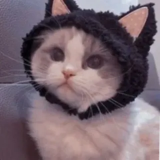 😍 猫, 子猫, 動物, ペット, かわいい, パーカー, 耳 whatsapp sticker