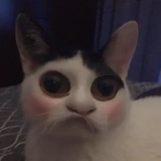 👽 кот, милый, животное, питомец, смешной, каваий telegram sticker
