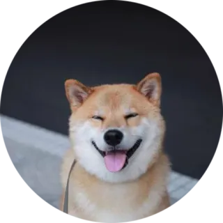 😊 犬, 動物, 可愛い, 柴犬, ペット, 笑顔 telegram sticker