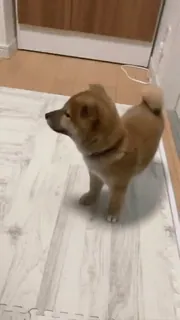 😕 pies, shiba inu, szczeniak, zwierzę, zwierzę domowe, zwierzę domowe telegram sticker