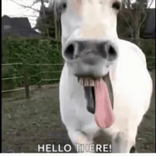 😁 HELLO THERE! horse, animal, funny, tongue, hello, meme, greeting telegram sticker