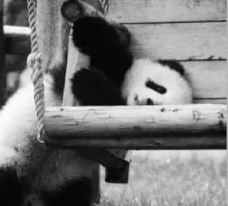 🥺 Panda, Balanço, Animal, Preto e branco, Fofo, Bebê panda telegram sticker
