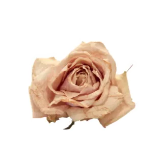 💐 玫瑰, 花, 花卉, 植物, 自然, 干花 telegram sticker