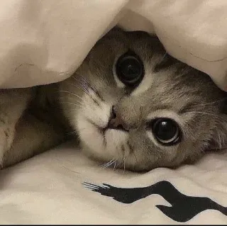 🤔 Katze, süß, Tier, Haustier, Kätzchen, Augen telegram sticker