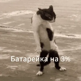 🤣 Батарейка на 3% cat, dancing, battery, low battery, tired, funny cat, meme telegram sticker