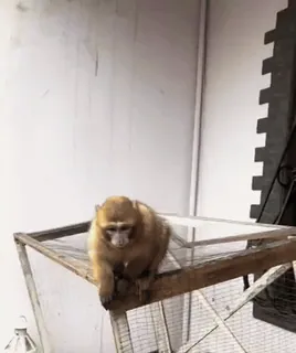 ๐ monkey, animal, pet, cage telegram sticker