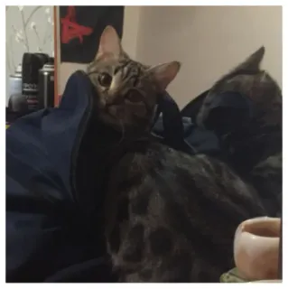 🧐 gato, animal, animal de estimação, gato doméstico, mamífero telegram sticker