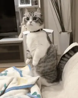 ❤️ cat, animal, pet, domestic animal, cute, funny whatsapp sticker