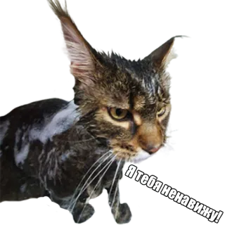 😠 Я тебя ненавижу! кот, ненависть, русский, животное, злой telegram sticker