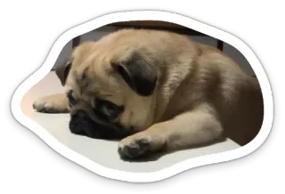 ☹️ dog, animal, pug, pet, cute, sleepy telegram sticker