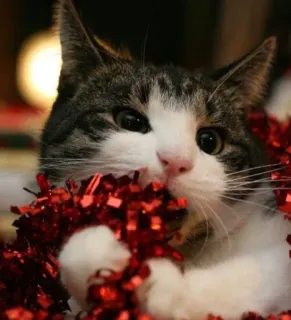 🤩 cat, animal, pet, tinsel, christmas, holiday, cute telegram sticker