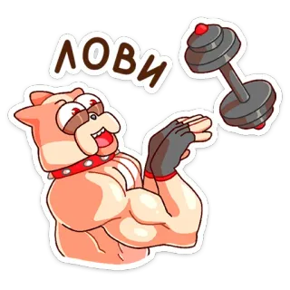 🏋‍♀ ЛОВИ animal, chien, haltère, sport, fitness, haltérophilie, dessin animé, muscles, gym telegram sticker