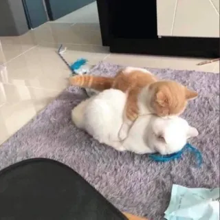 🐱 gatos, briga de gatos, animais, animais de estimação, animais domésticos, felinos, brincando, gato brincando telegram sticker