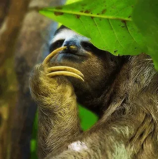 🦥 luiaard, dier, natuur, schattig, wilde dieren, lui telegram sticker