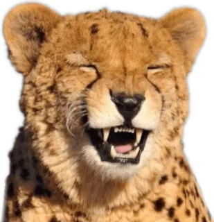 👏 cheetah, animal, cat, wildlife, smiling, happy whatsapp sticker