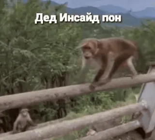 🌟 Дед Инсайд пон macaco, animal, natureza, meme whatsapp sticker