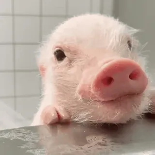 🐽 whatsapp sticker