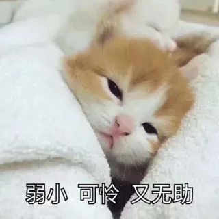👶 弱小 可怜 又无助 gato, fofo, pequeno, gatinho, fraco whatsapp sticker