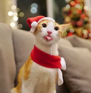 🐈 고양이, 크리스마스, 산타 모자, 동물, 귀여운, 휴일, 애완 동물 telegram sticker