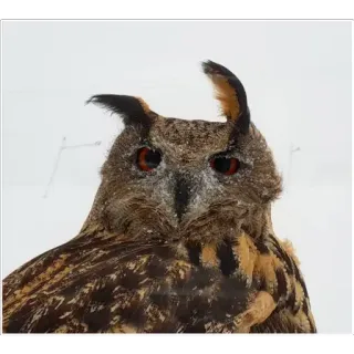 🤪 owl, bird, nature, animal, predator, eyes, wildlife telegram sticker