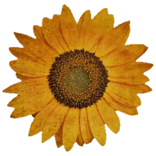 🌻 꽃, 해바라기, 노란색, 자연, 식물, 꽃무늬 telegram sticker