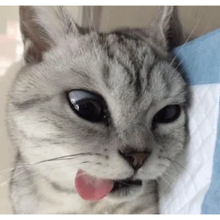 😀 kat, dier, huisdier, tong, grappig telegram sticker