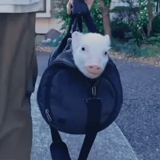 🐽 whatsapp sticker
