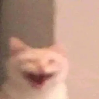 😂 cat, meme, funny, animal, pet, humor whatsapp sticker