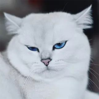 😕 gato, gato branco, olhos azuis, animal, animal de estimação, animal doméstico, mamífero, felino telegram sticker
