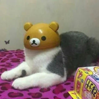 🐻 gatto, animale, orso, divertente, carino, animale domestico, gatti telegram sticker