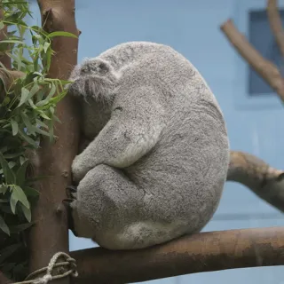 🐨 koala, animal, mammal, sleeping, tree, wildlife telegram sticker