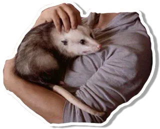 😞 オポッサム, 動物, 可愛い, ペット, 野生動物 telegram sticker