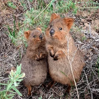 👫 quokka, zwierzęta, torbacze, dzika przyroda, słodkie, natura telegram sticker