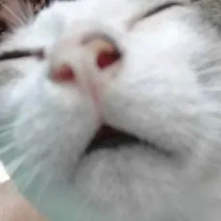 😴 cat, animal, pet, mammal, domestic animal, nose telegram sticker