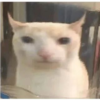 🍶 cat, meme, animal, funny, pet, kitty, cute telegram sticker